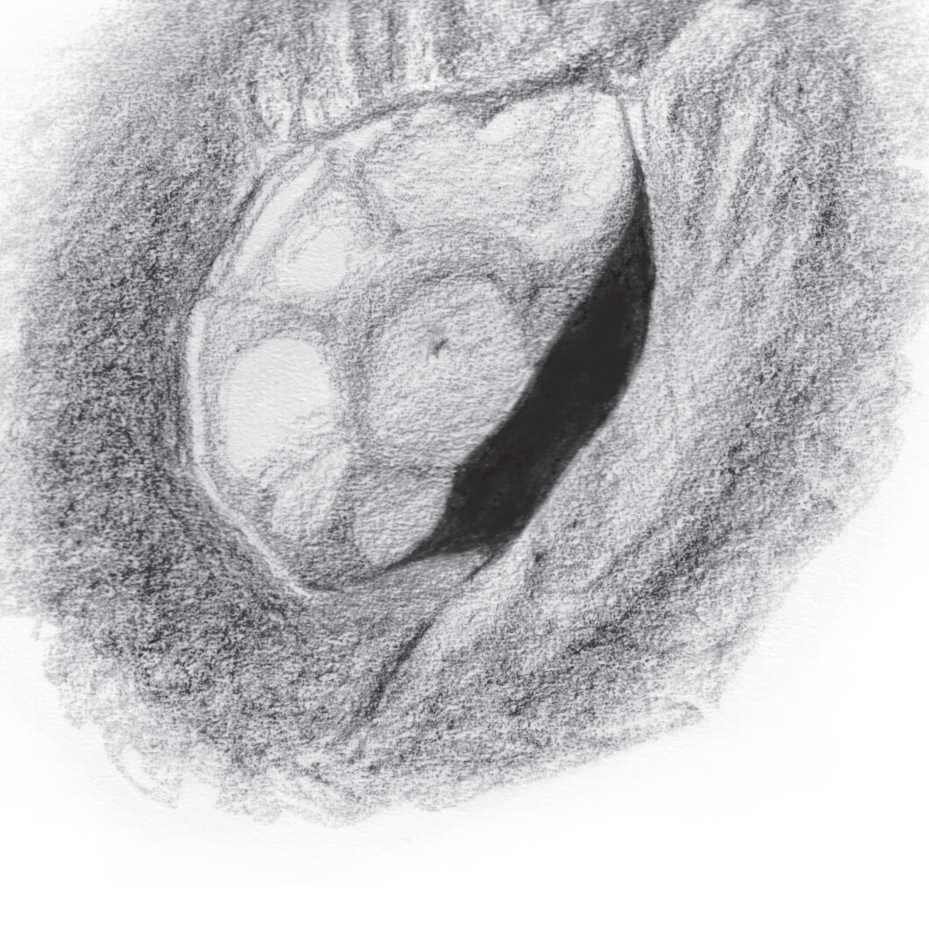 Illustrazione di Aristarchus: le pareti sono attraversate da righe scure e macchie chiare. Lambert Spix